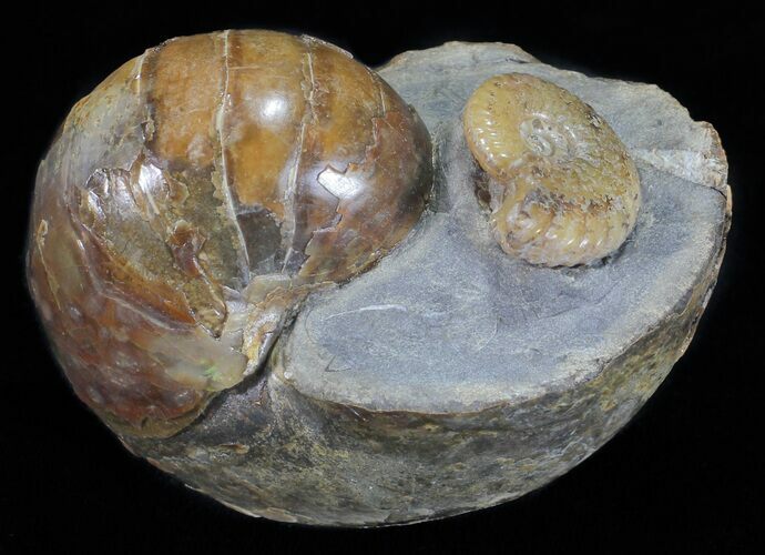 Nautilus (Eutrephoceras) With Ammonite - South Dakota #60232